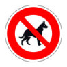 N°2 Chien loup noir
